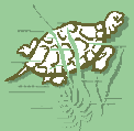 Sumpfschildkr&ouml;te